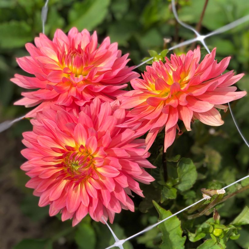 Zwerg-Dahlie Extase (Blüte)