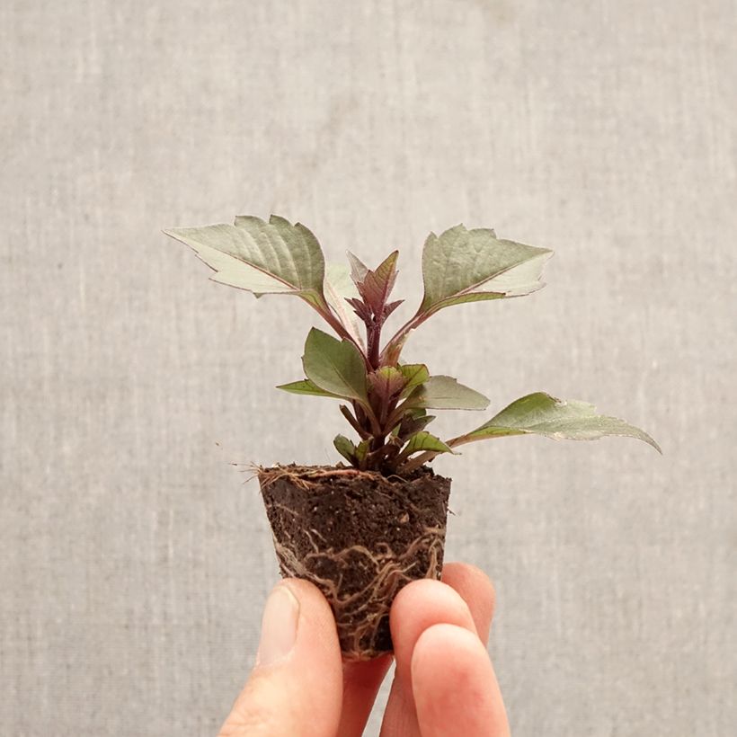 Exemplar von Zwerg-Dahlie Gardenetta Orange Mini-Plug Ø 3/4 cm wie im Frühjahr geliefert