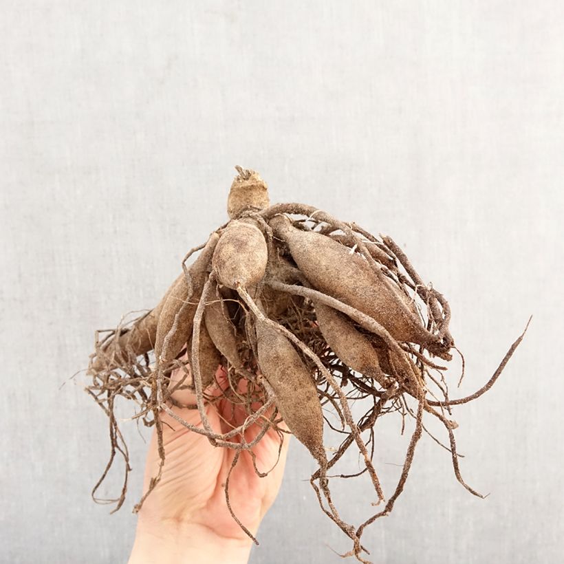 Exemplar von Zwerg-Dahlie Melody Allegro Zwiebel Kaliber/Größe I wie im Frühjahr geliefert