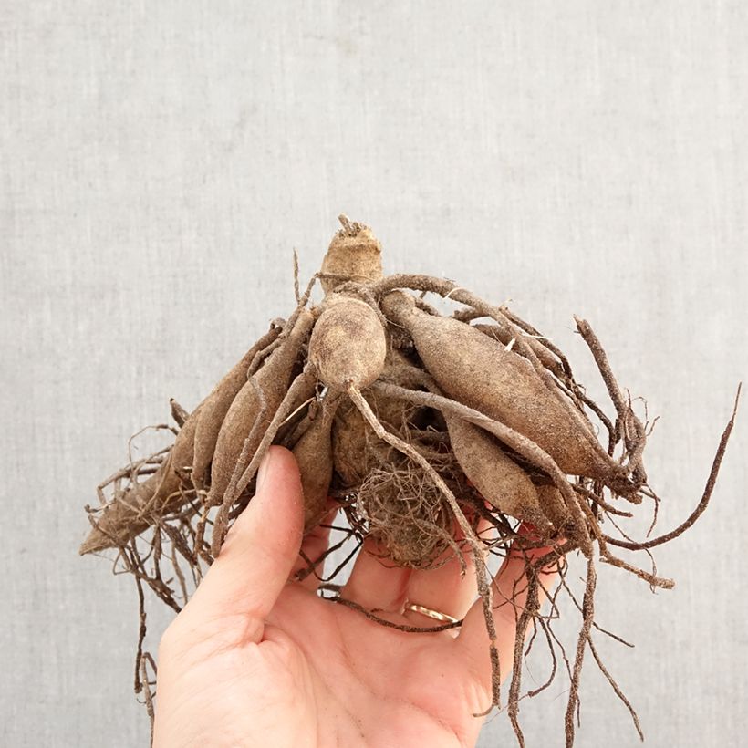 Exemplar von Zwerg-Dahlie Ton sur Ton Zwiebel Kaliber/Größe I wie im Frühjahr geliefert