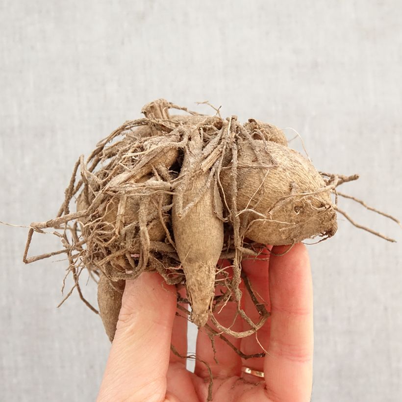 Exemplar von Zwerg-Dahlie Vanessa Zwiebel Kaliber/Größe I wie im Frühjahr geliefert