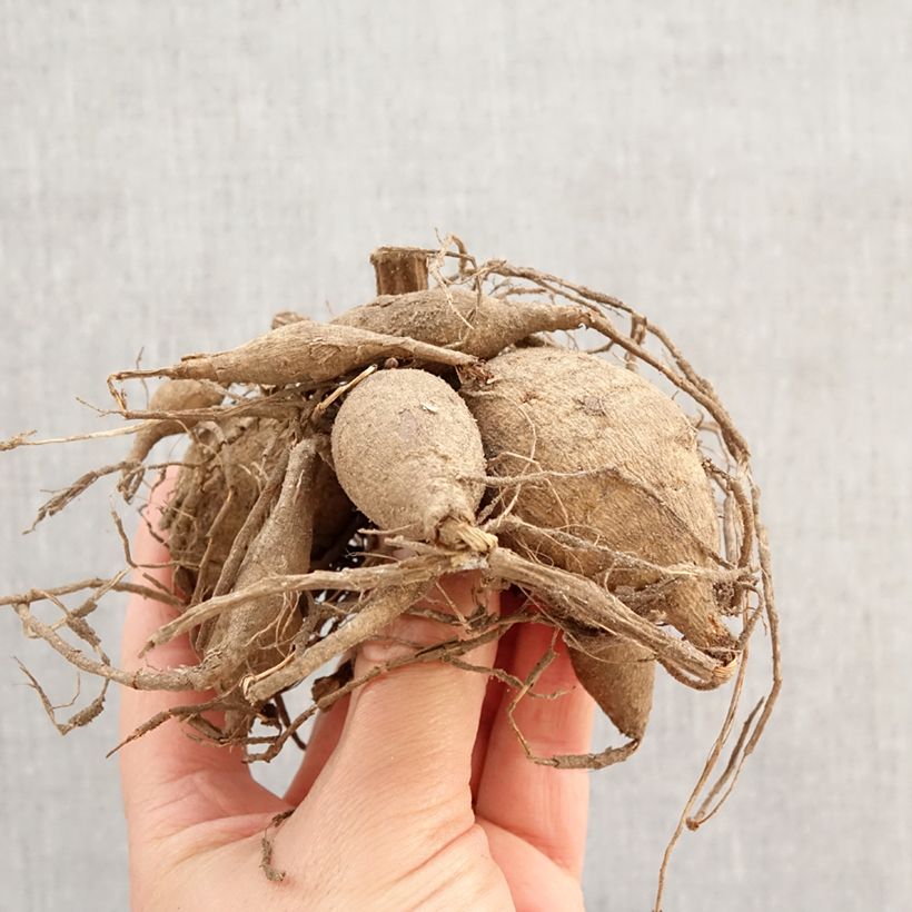 Exemplar von Bauer-Dahlie Napoli Zwiebel wie im Frühjahr geliefert