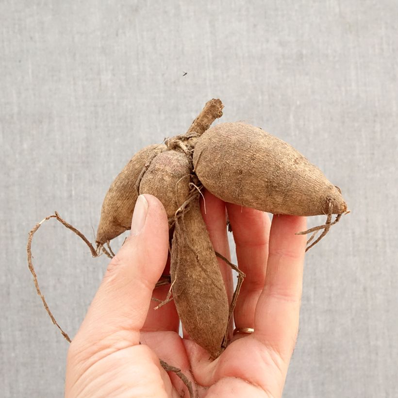 Exemplar von Bauer-Dahlie Red & White Emperor Zwiebel Kaliber/Größe I wie im Frühjahr geliefert