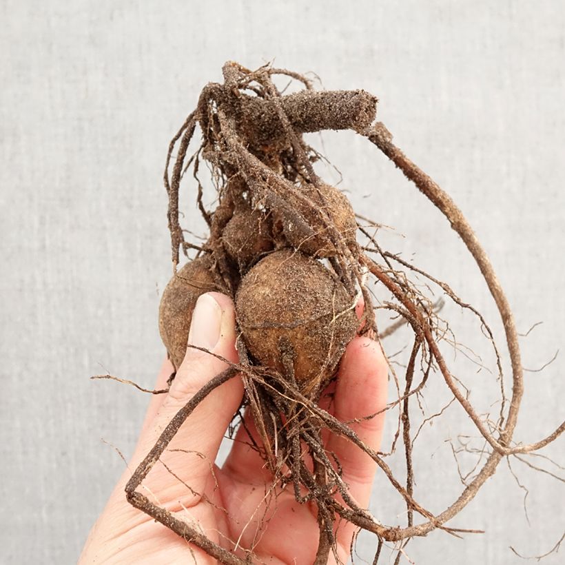 Exemplar von Bauer-Dahlie Twyning's Smartie Zwiebel Kaliber/Größe I wie im Frühjahr geliefert