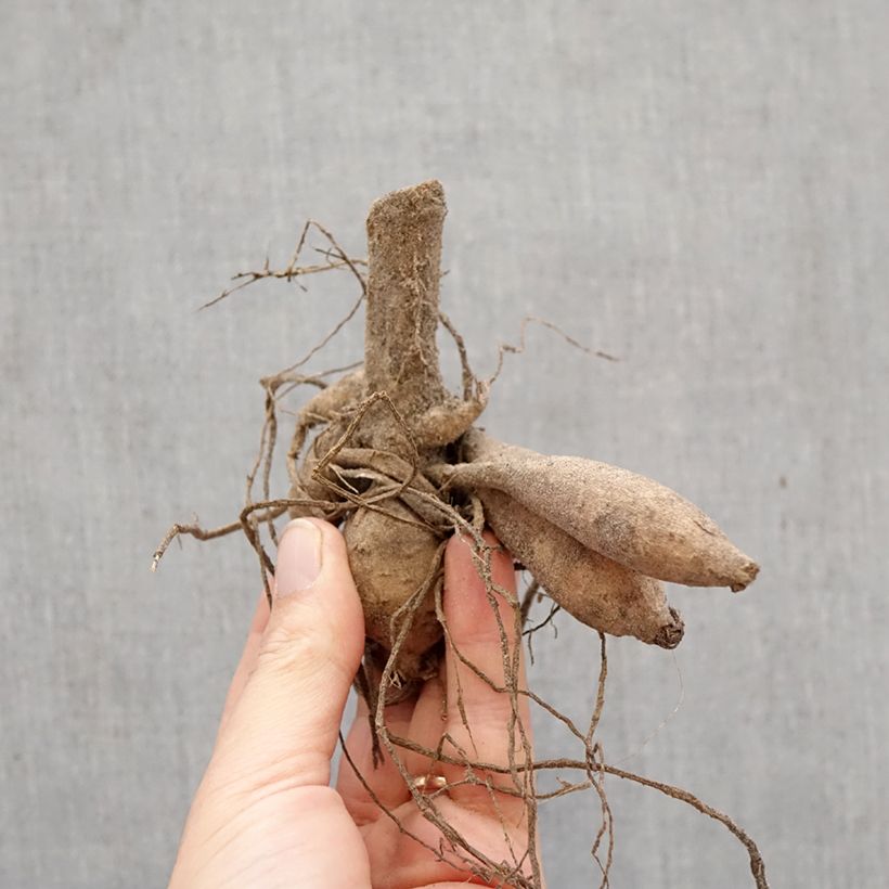 Exemplar von Pompon-Dahlie Icoon Zwiebel Kaliber/Größe I wie im Frühjahr geliefert