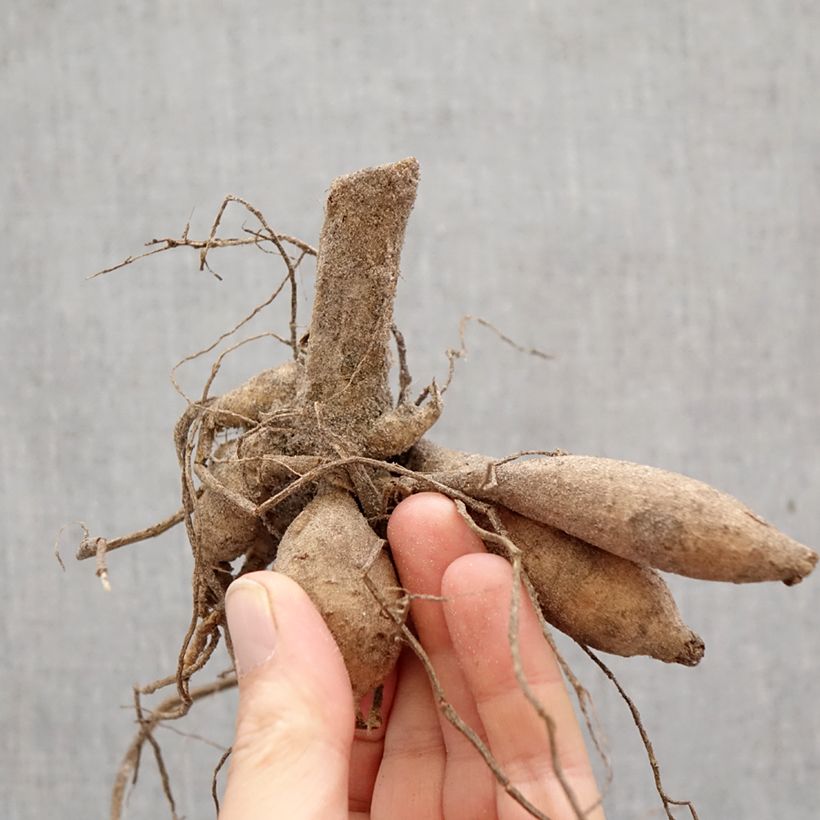 Exemplar von Pompon-Dahlie Little Beeswing Zwiebel wie im Frühjahr geliefert