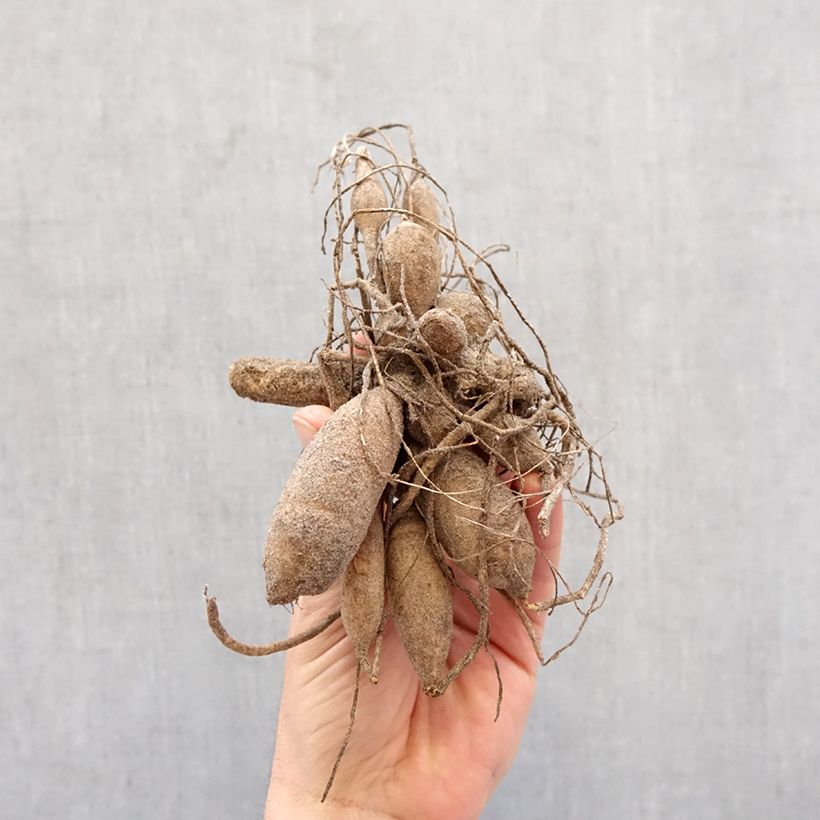 Exemplar von Pompon-Dahlie Little William Zwiebel Kaliber/Größe I wie im Frühjahr geliefert