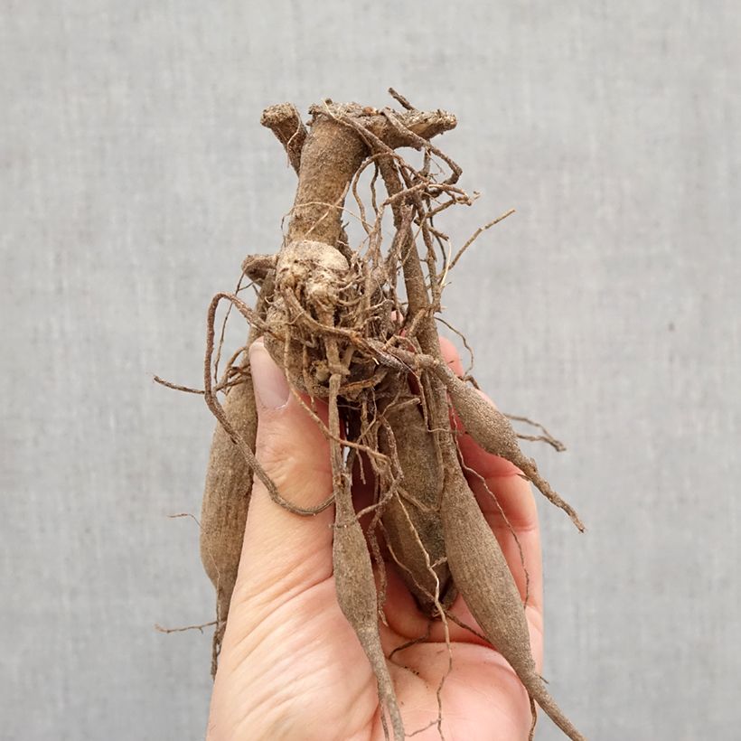 Exemplar von Kaktus-Dahlie Black Jack Zwiebel Kaliber/Größe I wie im Frühjahr geliefert