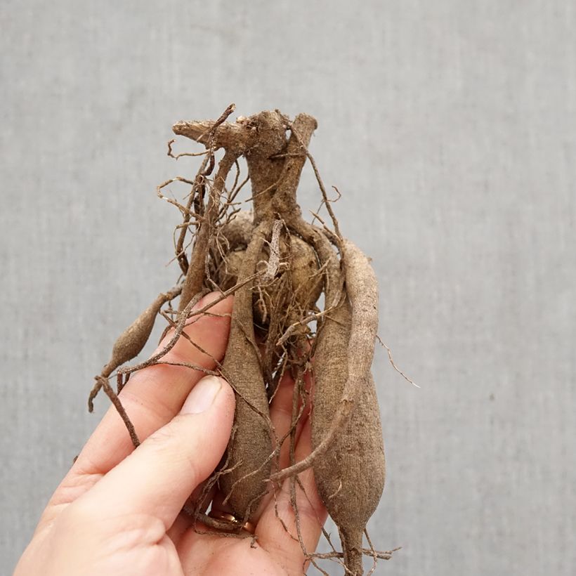 Exemplar von Kaktus-Dahlie Blackberry Ripple Zwiebel Kaliber/Größe I wie im Frühjahr geliefert