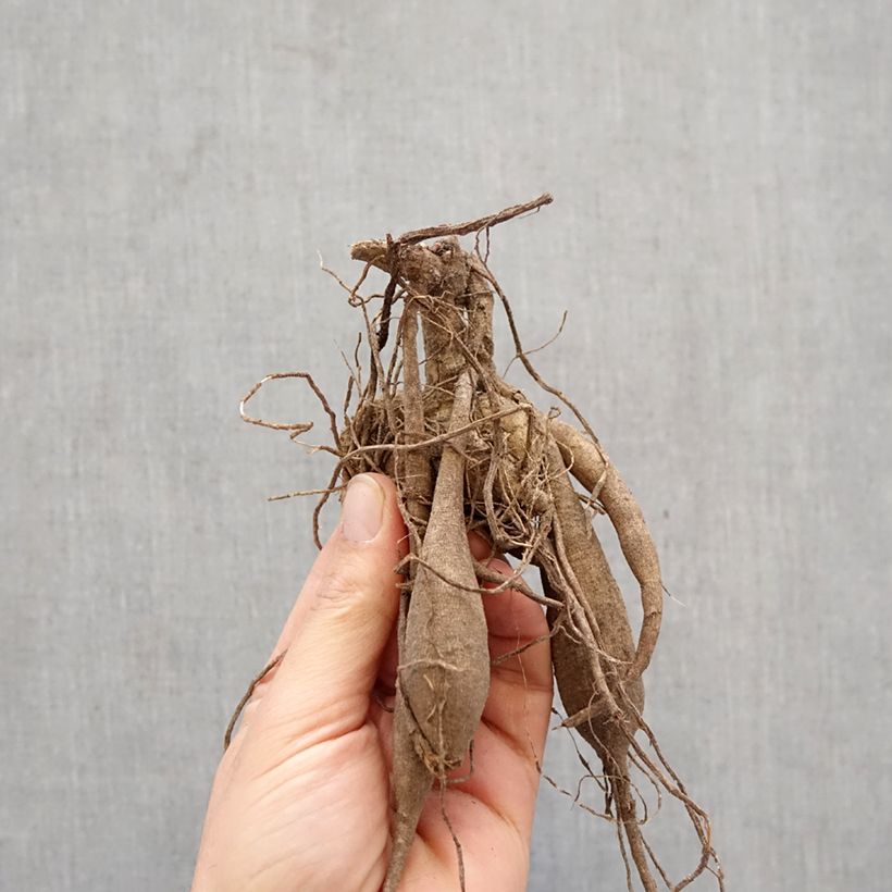 Exemplar von Kaktus-Dahlie Match Zwiebel wie im Frühjahr geliefert