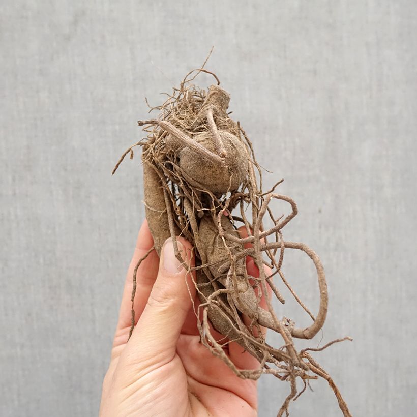 Exemplar von Kaktus-Dahlie Okapi Sunset Zwiebel Kaliber/Größe I wie im Frühjahr geliefert