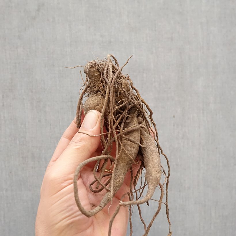 Exemplar von Kaktus-Dahlie Roi René Zwiebel wie im Frühjahr geliefert