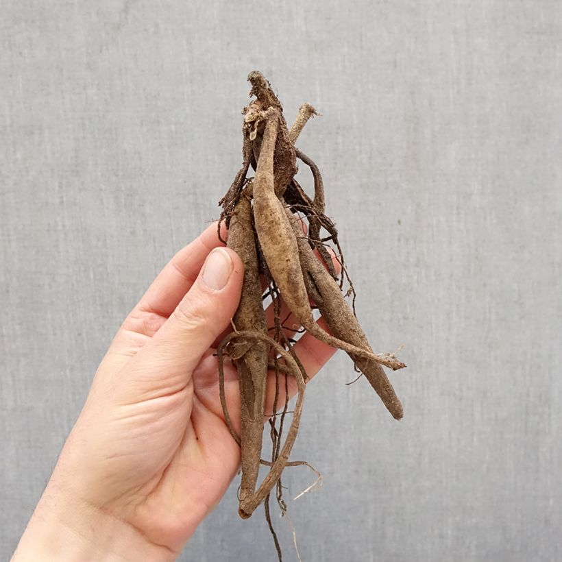 Exemplar von Kaktus-Dahlie Saint Saens Zwiebel Kaliber/Größe I wie im Frühjahr geliefert