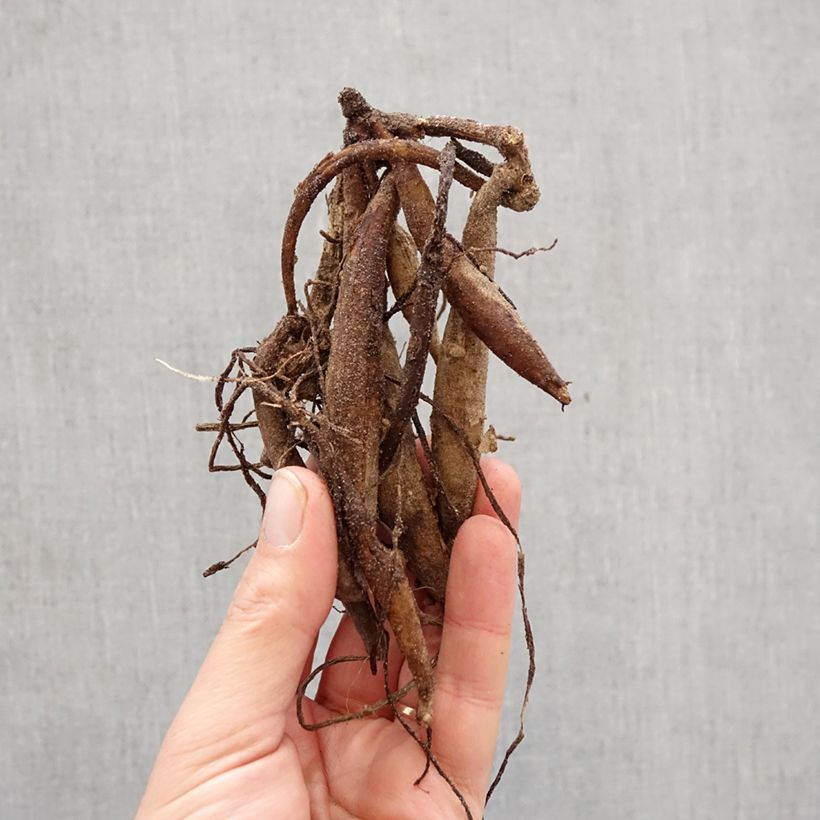 Exemplar von Kaktus-Dahlie Summer Breeze Zwiebel Kaliber/Größe I wie im Frühjahr geliefert