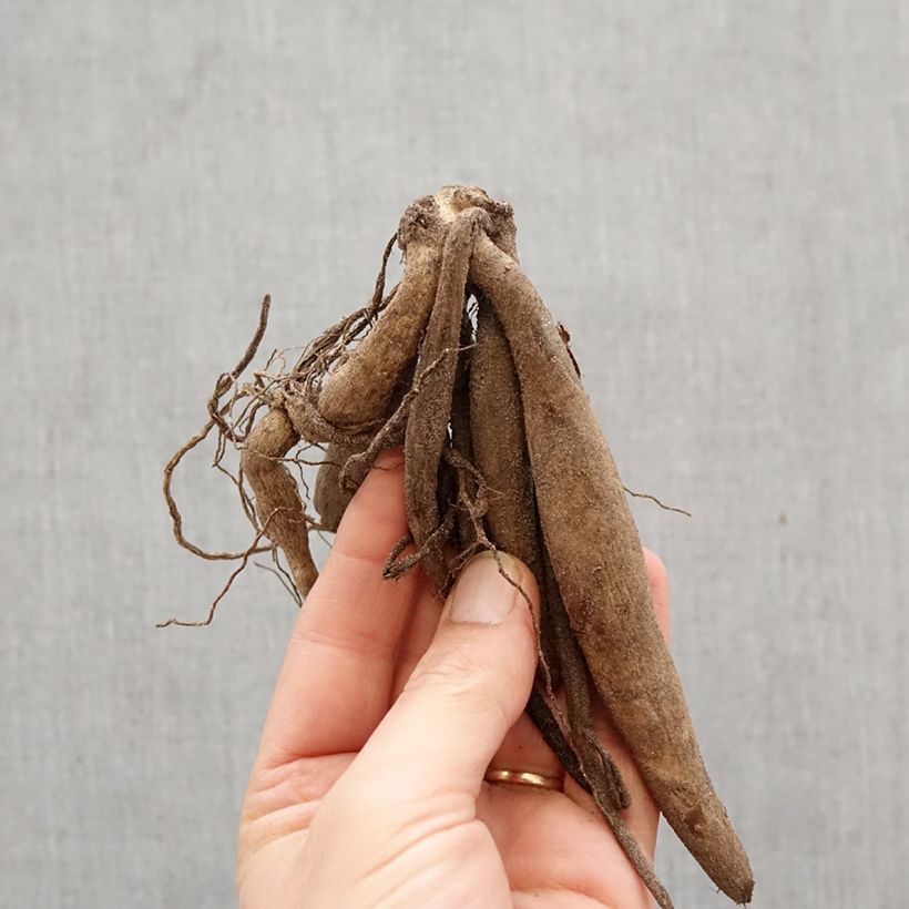 Exemplar von Kaktus-Dahlie Veritable Zwiebel Kaliber/Größe I wie im Frühjahr geliefert