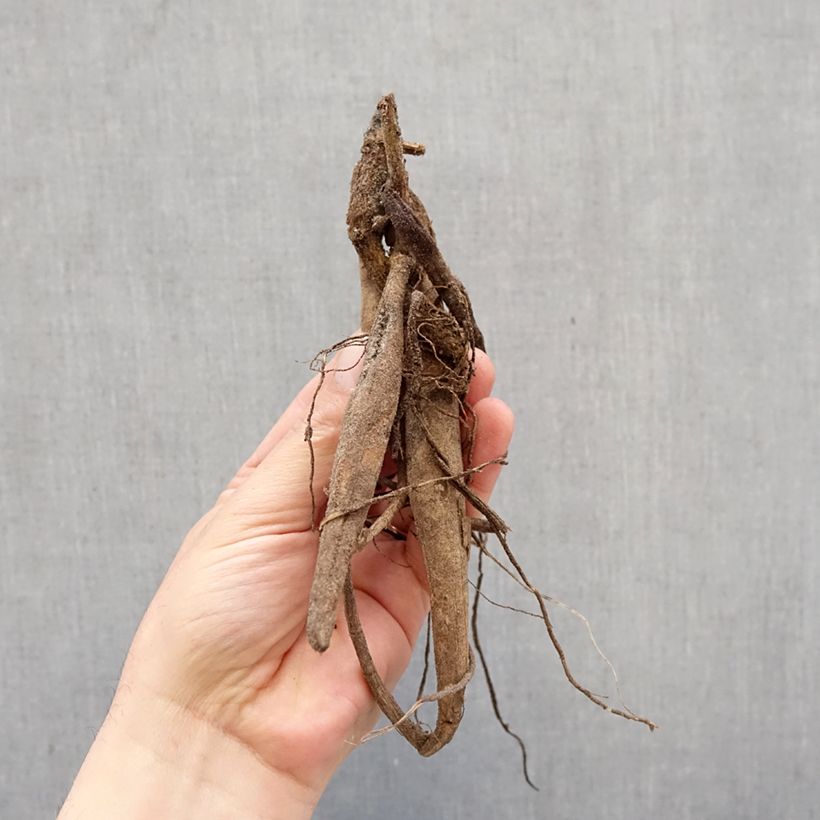 Exemplar von Kaktus-Dahlie Witteman's Best Zwiebel Kaliber/Größe I wie im Frühjahr geliefert