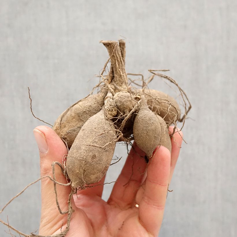 Exemplar von Dahlie Symphony Zwiebel Kaliber/Größe I wie im Frühjahr geliefert