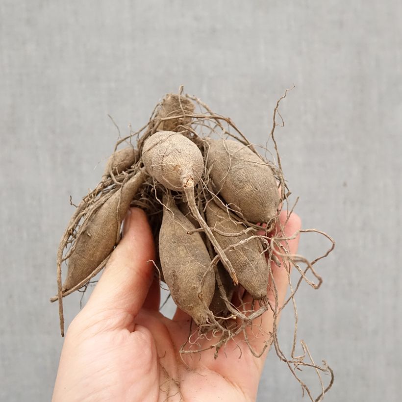 Exemplar von Dekorative Dahlie Verrone’s DF Zwiebel Kaliber/Größe I wie im Frühjahr geliefert