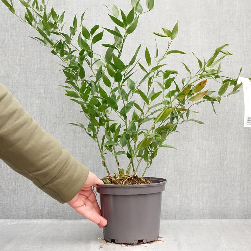 Exemplar von Danae racemosa - Alexandrinischer Lorbeer Topf mit 3L/4L wie im Winter geliefert