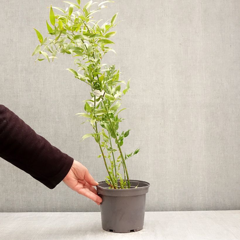 Exemplar von Danae racemosa - Alexandrinischer Lorbeer Topf mit 3L/4L wie im Frühjahr geliefert