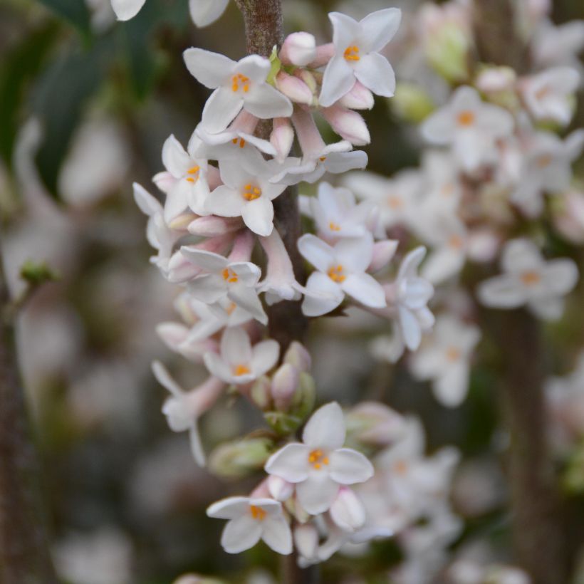 Daphne bholua - Seidelbast (Blüte)