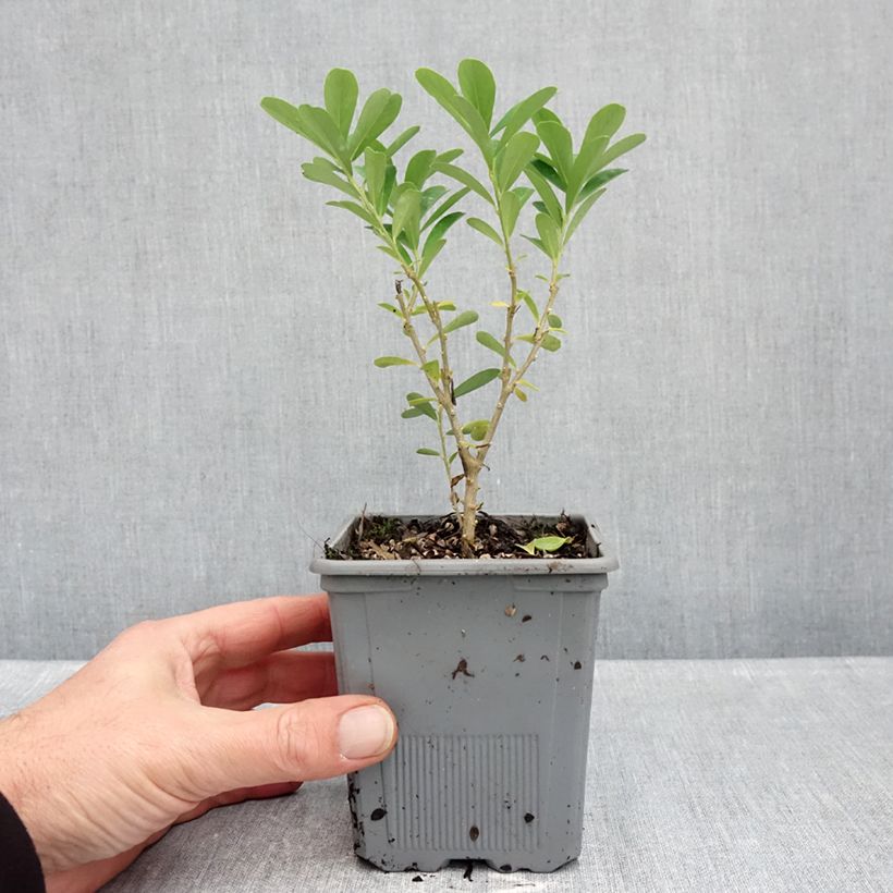 Exemplar von Daphne gemmata Royal Crown - Seidelbast Topf mit 1L/1,5L wie im Herbst geliefert