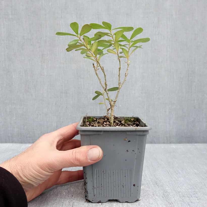 Exemplar von Daphne gemmata Royal Crown - Seidelbast Topf mit 1L/1,5L wie im Winter geliefert