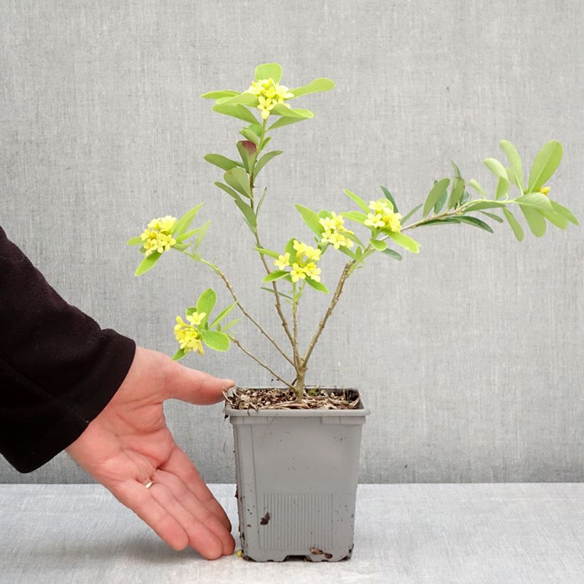 Exemplar von Daphne gemmata Royal Crown - Seidelbast Topf mit 1L/1,5L wie im Frühjahr geliefert
