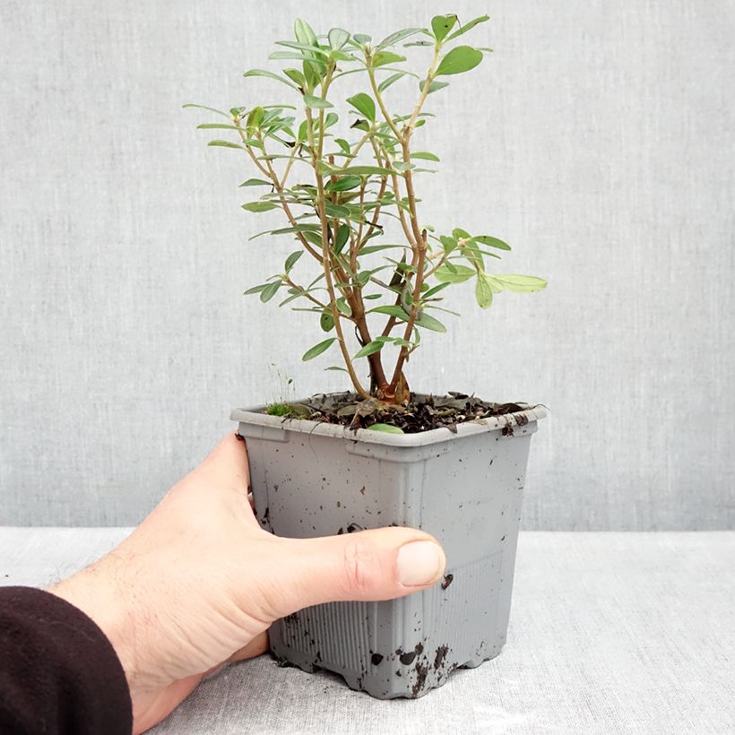 Exemplar von Seidelbast Sweetheart - Daphne Topf mit 1L/1,5L wie im Herbst geliefert