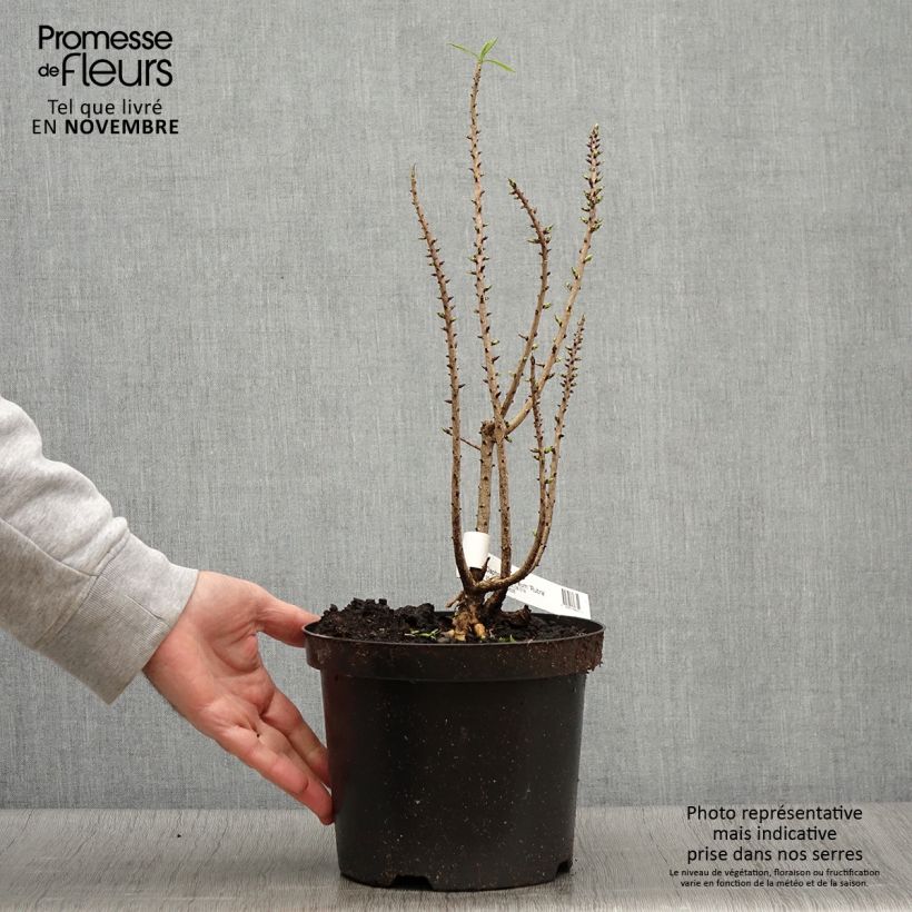 Exemplar von Daphne mezereum var. rubra - Gewöhnlicher Seidelbast Topf mit 3L/4L wie im Herbst geliefert