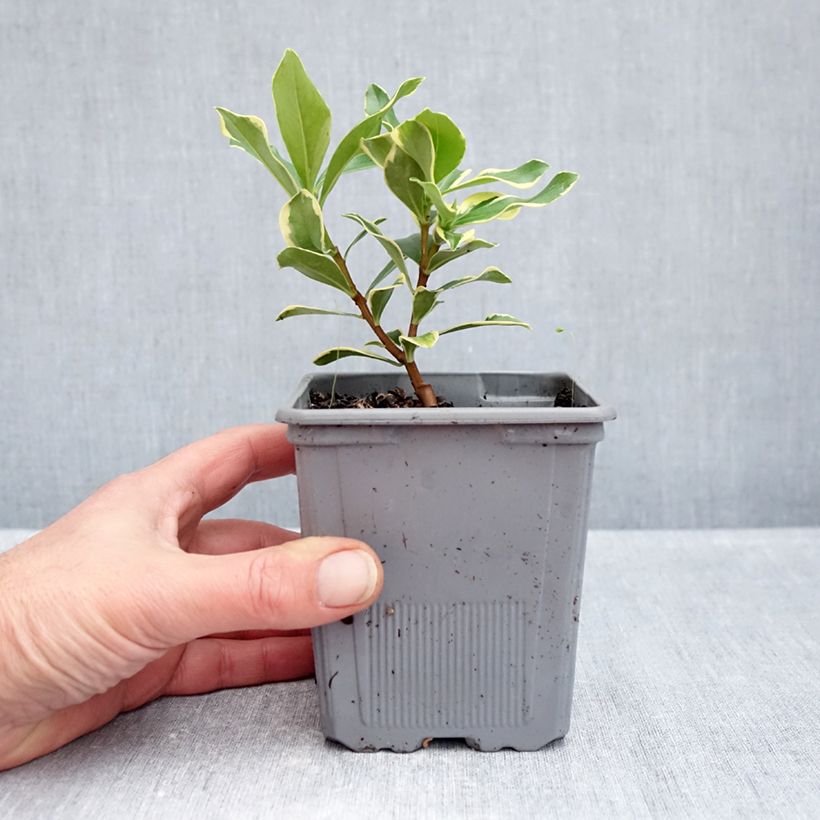 Exemplar von Seidelbast Rogald'or - Daphne odora Topf mit 1L/1,5L wie im Herbst geliefert