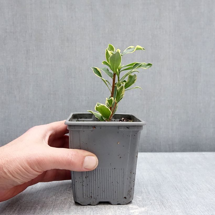 Exemplar von Seidelbast Rogald'or - Daphne odora Topf mit 1L/1,5L wie im Winter geliefert