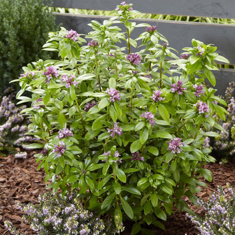 Seidelbast Sweet Amethyst - Daphne odora (Hafen)