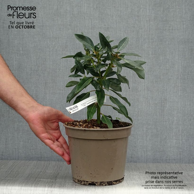 Exemplar von Daphniphyllum himalayense subsp. macropodum - Chinesischer Scheinlorbeer Topf mit 2L/3L wie im Herbst geliefert