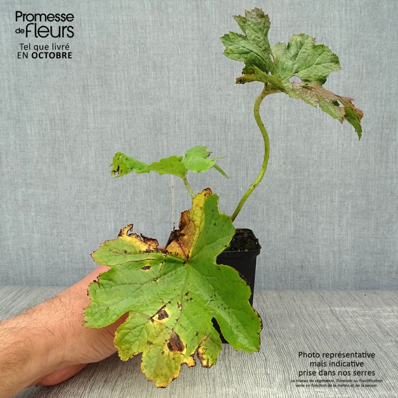 Exemplar von Darmera peltata - Schildblatt Kleine Töpfe von 8/9 cm wie im Herbst geliefert
