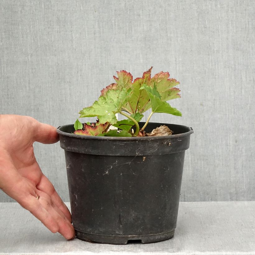 Exemplar von Darmera peltata - Schildblatt Topf mit 2L/3L wie im Herbst geliefert