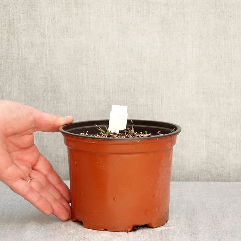 Exemplar von Darmera peltata - Schildblatt Topf mit 2L/3L wie im Frühjahr geliefert