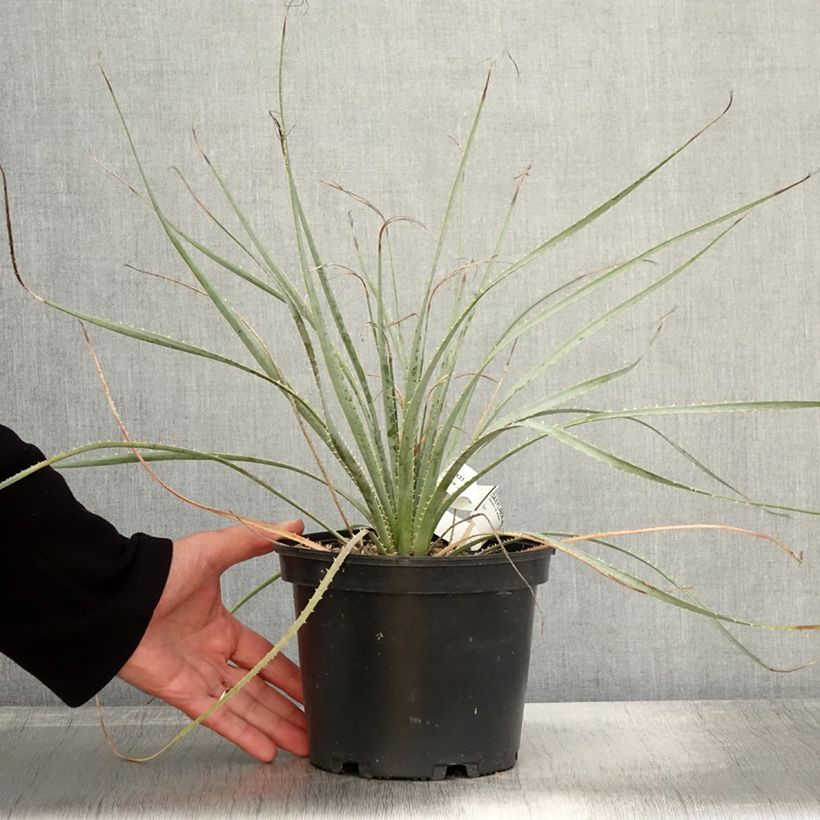 Exemplar von Dasylirion wheeleri - Rauhschopf Topf mit 3L/4L wie im Herbst geliefert