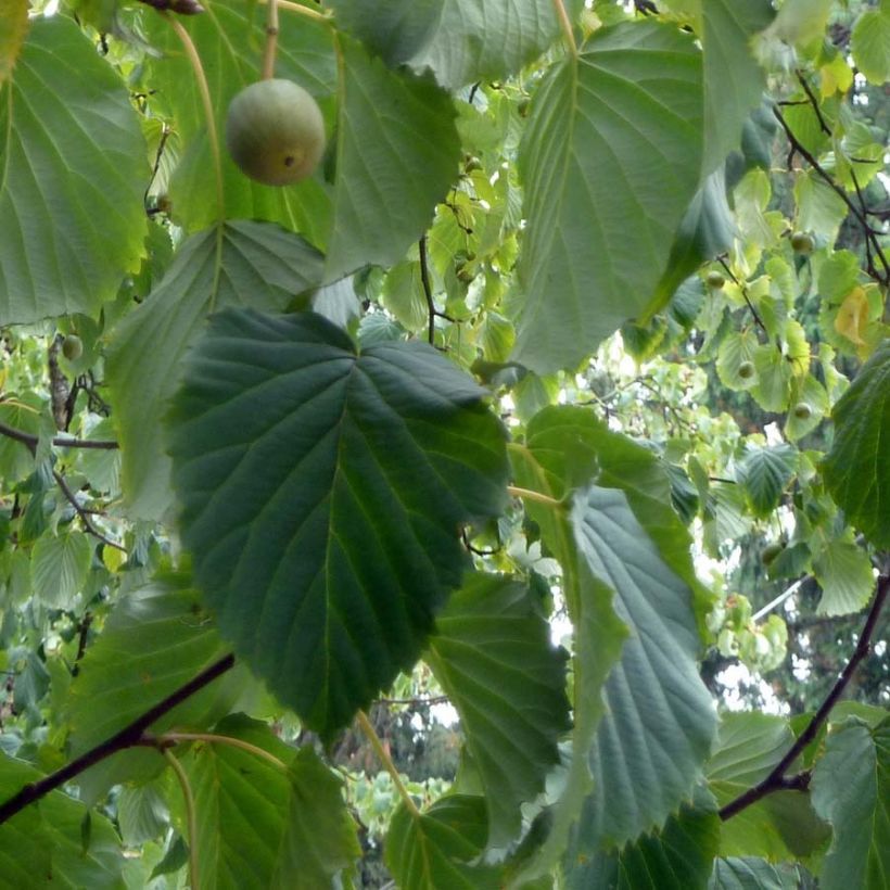 Davidia involucrata - Taschentuchbaum (Laub)