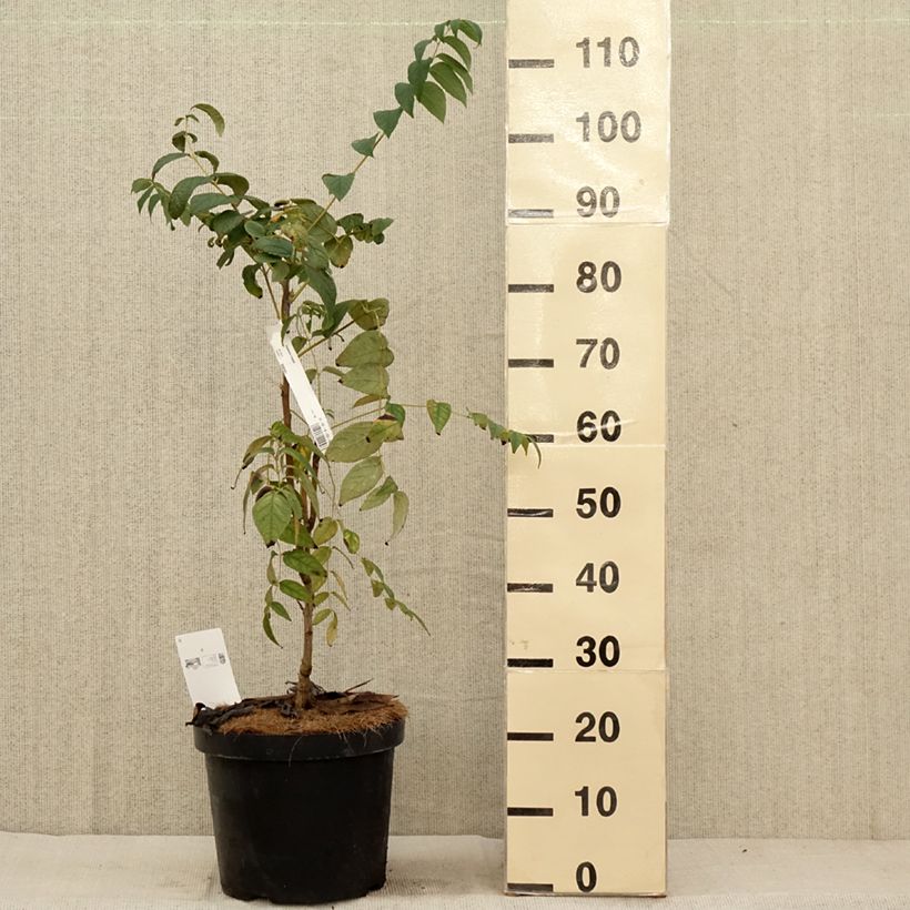 Exemplar von Decaisnea fargesii - Blauschotenbaum Topf mit 7,5L/10L wie im Herbst geliefert