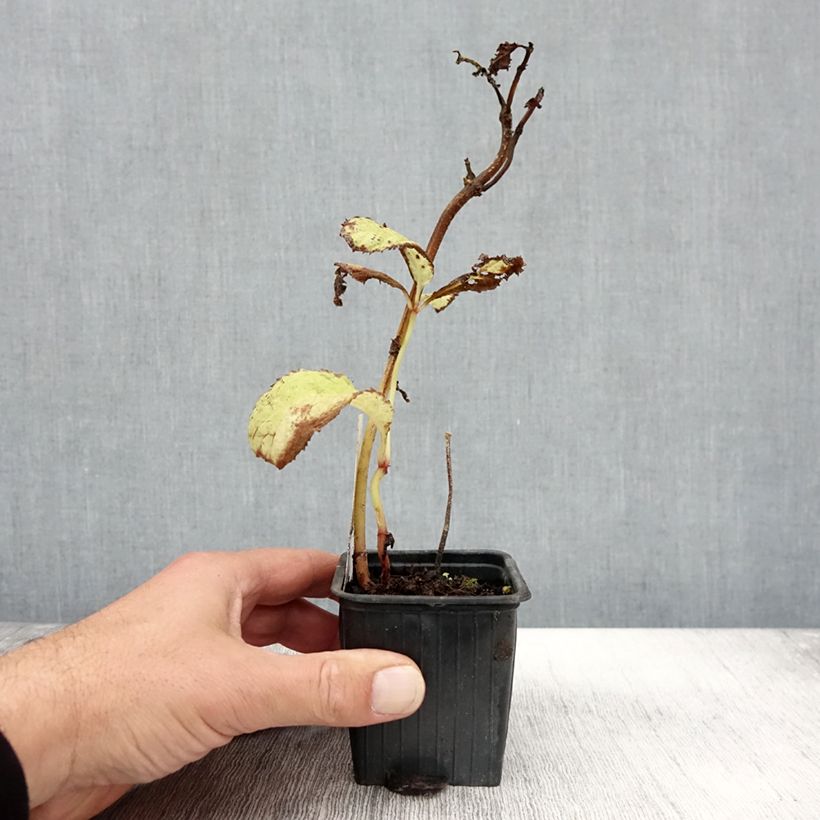 Exemplar von Deinanthe Blue Wonder - Scheinhortensie Kleine Töpfe von 8/9 cm wie im Herbst geliefert