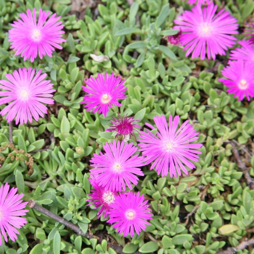 Delosperma Table Mountain (Blüte)