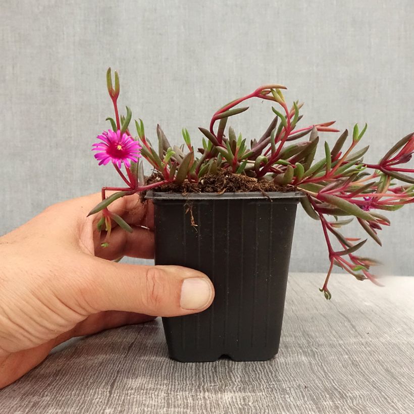 Exemplar von Delosperma Desert Dancers Purple Kleine Töpfe von 8/9 cm wie im Sommer geliefert