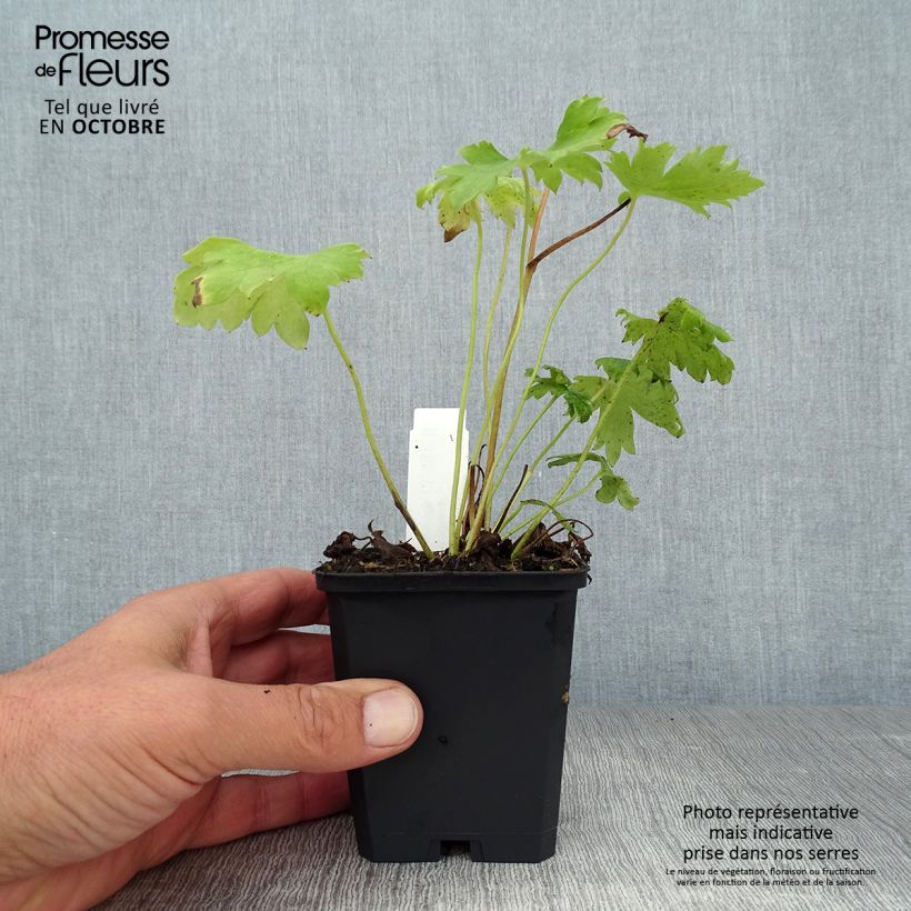 Exemplar von Pacific-Rittersporn Magic Fountain Dark Blue-White Be - Delphinium Kleine Töpfe von 8/9 cm wie im Herbst geliefert