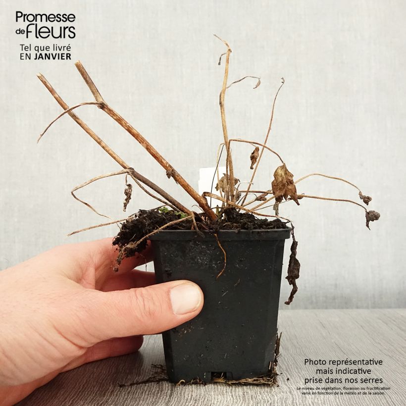 Exemplar von Pacific-Rittersporn Magic Fountain Dark Blue-White Be - Delphinium Kleine Töpfe von 8/9 cm wie im Winter geliefert