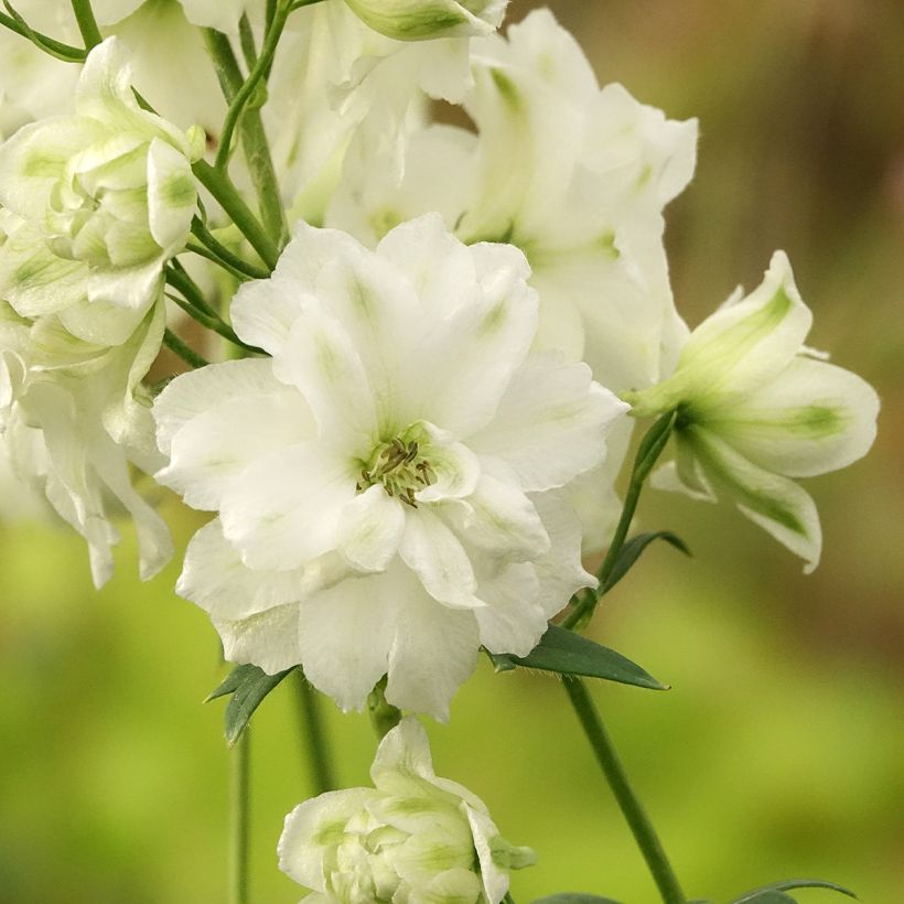 Hoher Rittersporn Double Innocence - Delphinium (Blüte)