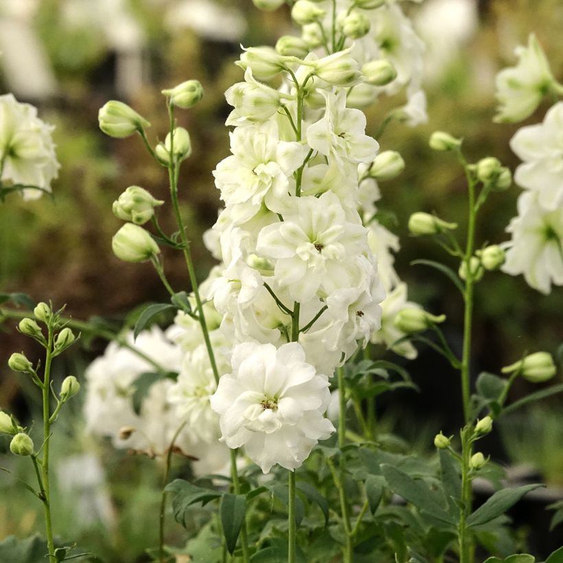 Hoher Rittersporn Double Innocence - Delphinium (Wuchs)