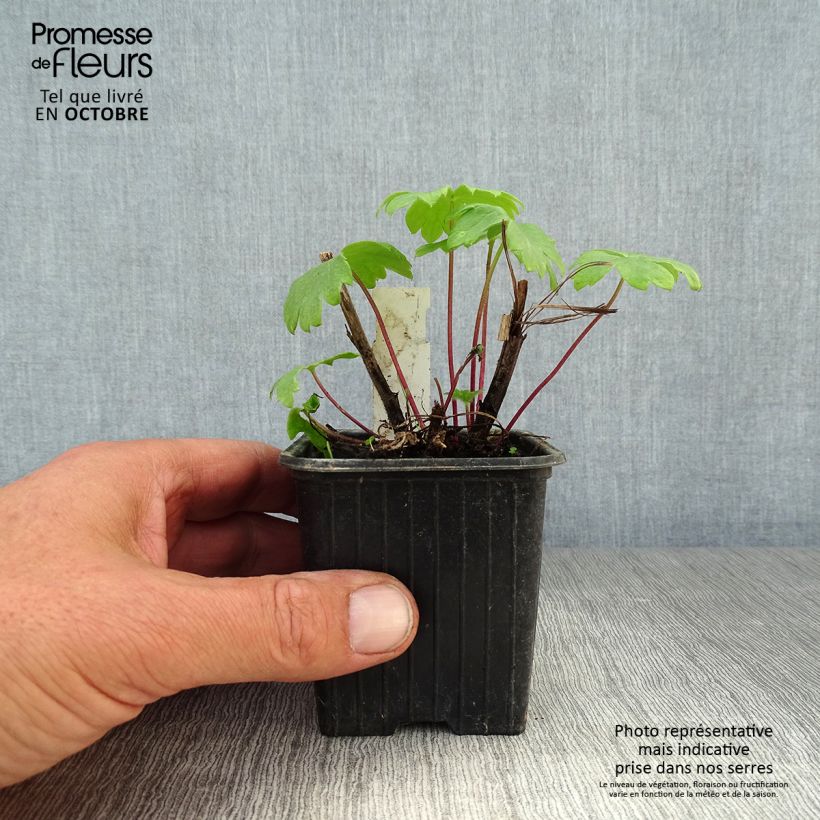 Exemplar von Hoher Rittersporn Highlander Bolero - Delphinium Kleine Töpfe von 8/9 cm wie im Herbst geliefert