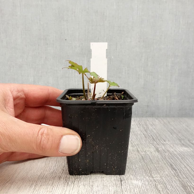 Exemplar von Hoher Rittersporn Highlander Flamenco - Delphinium Kleine Töpfe von 8/9 cm wie im Frühjahr geliefert