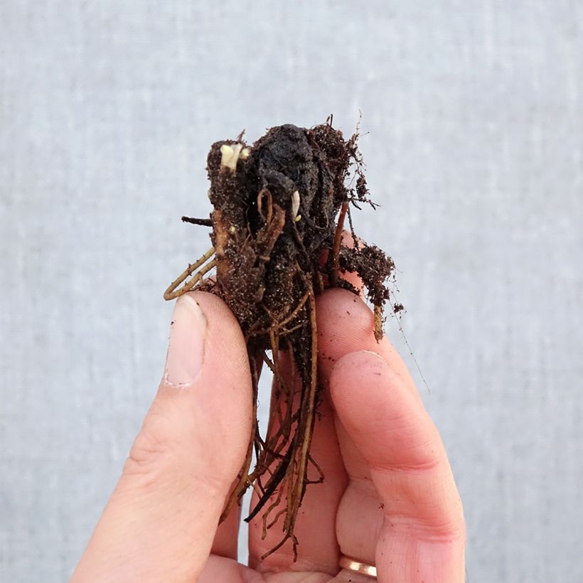 Exemplar von Pacific-Rittersporn Astolat - Delphinium Wurzelnackt wie im Winter geliefert